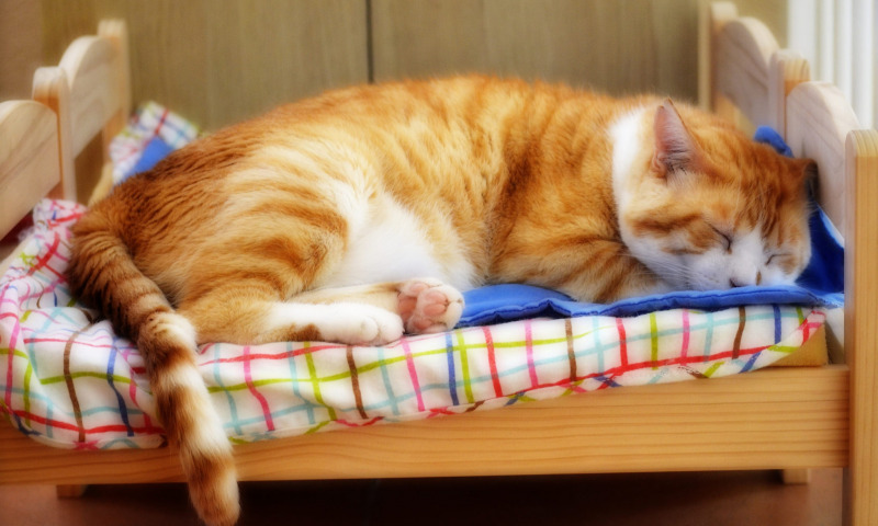 котик спит