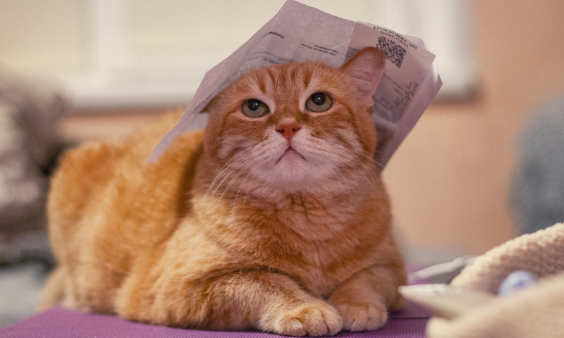 кошка с бумагой