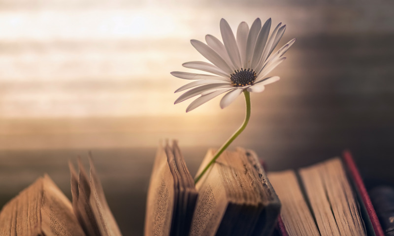 книги и цветок