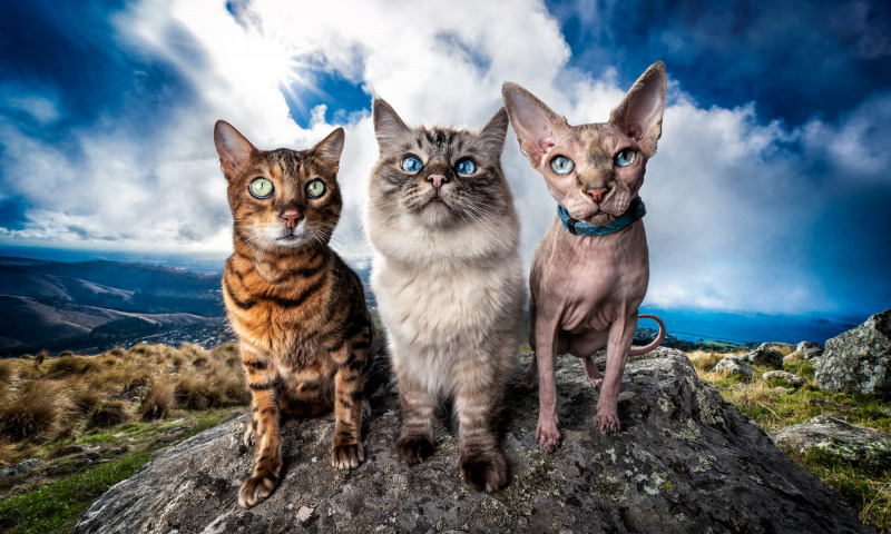 три кошки